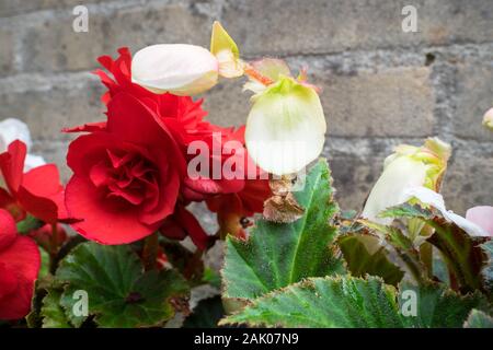 De couleur rouge et blanc fleur double Begonia dans un jardin urbain Banque D'Images
