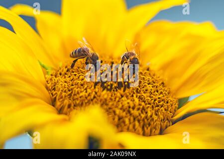 Tournesol avec les abeilles pollinisantes Banque D'Images