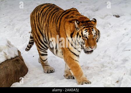 Tigre de Sibérie dans le parc de conservation du tigre dans la province de Heilongjiang, Hailin, nord-est de la Chine Banque D'Images