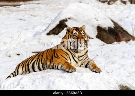 Tigre de Sibérie dans le parc de conservation du tigre dans la province de Heilongjiang, Hailin, nord-est de la Chine Banque D'Images