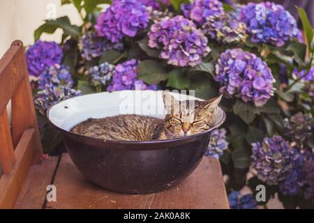 Chat tabby dormant dans un bol sur un banc en bois (dans le jardin), entouré de fleurs d'hortensia bleues et pourpres Banque D'Images