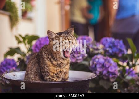 Chat de tabby endormi assis dans un bol sur le porche et les yawns, autour des fleurs d'hortensia bleu et violet, en arrière-plan les gens dans le jardin Banque D'Images