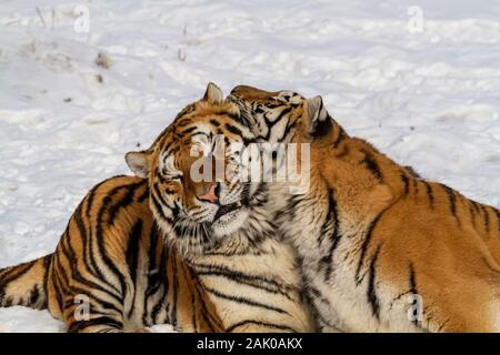 Tigres de Sibérie dans le parc de conservation du tigre dans la province de Heilongjiang, Hailin, nord-est de la Chine Banque D'Images