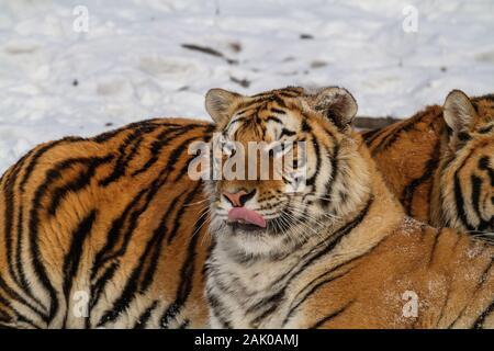 Tigre de Sibérie dans le parc de conservation du tigre dans la province de Heilongjiang, Hailin, nord-est de la Chine Banque D'Images