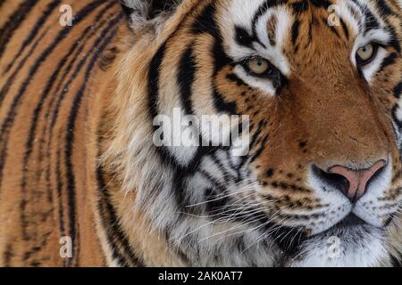 Tigre de Sibérie dans le parc de conservation du tigre dans la province de Heilongjiang, Hailin, nord-est de la Chine Banque D'Images