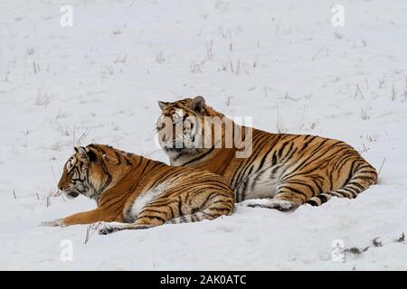 Tigres de Sibérie dans le parc de conservation du tigre dans la province de Heilongjiang, Hailin, nord-est de la Chine Banque D'Images