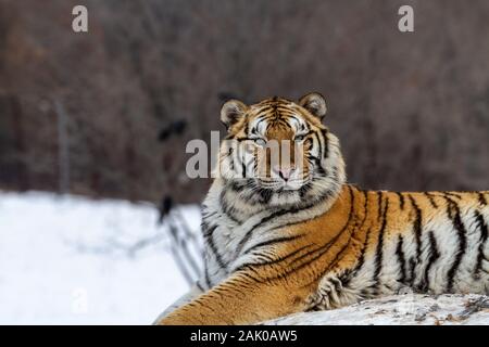 Tigre de Sibérie dans le parc de conservation du tigre dans la province de Heilongjiang, Hailin, nord-est de la Chine Banque D'Images