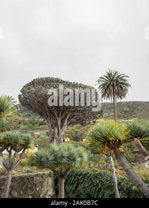Célèbre Arbre Dragon Drago Milenario à Icod de los Vinos Tenerife, Îles Canaries Banque D'Images