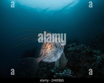 Photo d'un poisson Saint Pierre (Zeus faber) prises dans la mer Méditerranée.Cette espèce d'approche de la côte et des eaux peu profondes en hiver. Banque D'Images