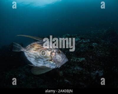 Photo d'un poisson Saint Pierre (Zeus faber) prises dans la mer Méditerranée.Cette espèce d'approche de la côte et des eaux peu profondes en hiver. Banque D'Images