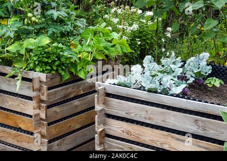 Un lit surélevé en bois cultivant des plantes légumes cultivant des légumes Banque D'Images