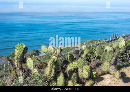 Cactus haut au-dessus de l'océan Pacifique à l'Cabrillo National Monument. San Diego, Californie, USA. Banque D'Images