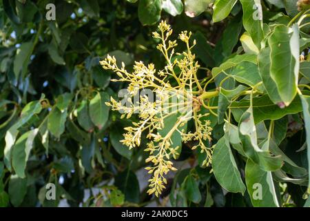Cultivaion de fruits d'avocat sain sur l'île de La Palma, îles Canaries, Espagne, de fleurs de saison jeunes avocatiers croissant sur les plantations au moun Banque D'Images