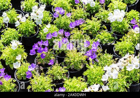 Vente de plants de différentes fleurs décoratives à l'extérieur Banque D'Images