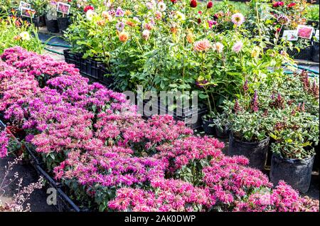 Vente de plants de différentes fleurs décoratives à l'extérieur Banque D'Images