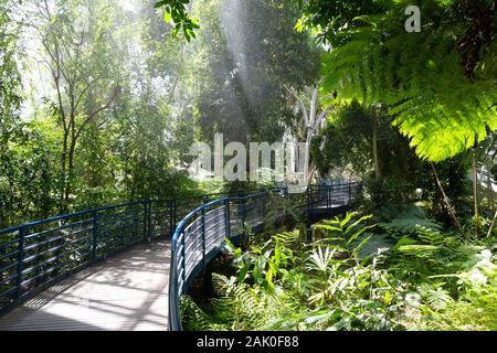 Jardin Botanique d'Adélaïde ; la forêt tropicale à l'intérieur de la véranda du bicentenaire, des jardins botaniques, dans le centre de Adélaïde, Australie Banque D'Images