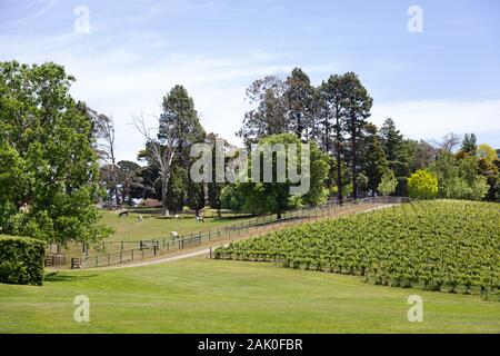 Adelaide Hills, Adélaïde, Australie du Sud - vignes sur la Shaw and Smith Winery au printemps ; l'Australie Adelaide Banque D'Images