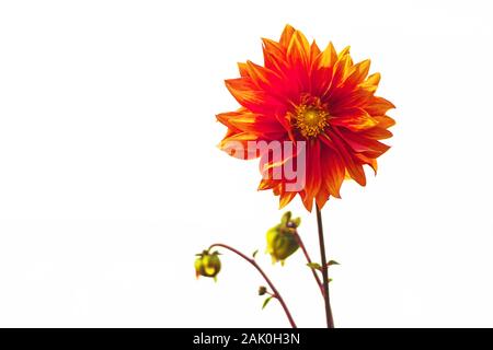 Fleur de Dahlia rouge isolée sur fond blanc Banque D'Images