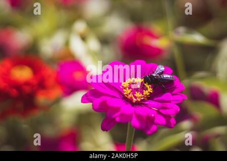 Abeille charpentier sur fleur de Zinnia, dans le jardin avec des fleurs rouges et roses, vue rapprochée, arrière-plan flou Banque D'Images