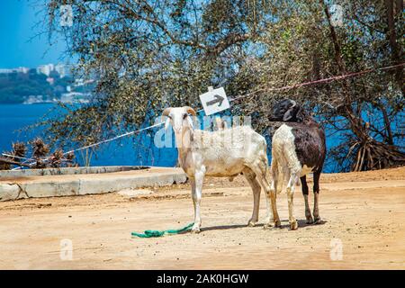 Deux chèvres côte à côte sur l'île de Gorée, au Sénégal. En face de la ville de Dakar, l'Afrique. Les chèvres sont conservés ici pour le lait et la viande. Banque D'Images