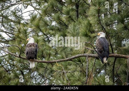 Deux aigles à tête adultes partager une succursale près de Coeur d'Alene, Idaho. Banque D'Images