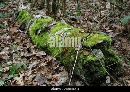 Tronc de l'arbre couvert de mousse se trouvant à l'automne dans la forêt Banque D'Images