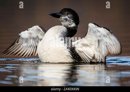 Huard s'étend ses ailes à la surface d'un lac. Banque D'Images