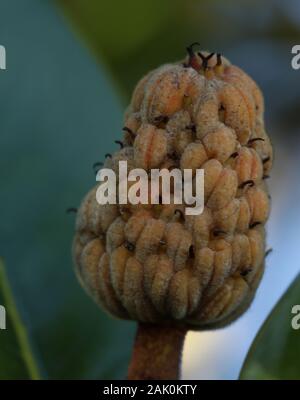 Les graines des cônes fruits magnolia Evergreen Banque D'Images