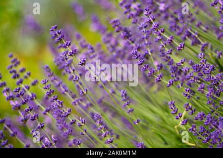 fleurs de lavande violettes fleuries dans le jardin, vue rapprochée Banque D'Images