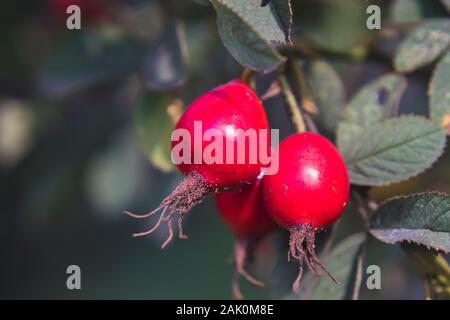 rosehip rouge sur le bush, vue rapprochée, feuilles en arrière-plan, jour ensoleillé d'été Banque D'Images