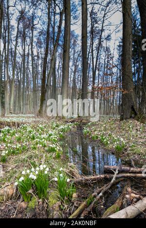 La forêt au début du printemps avec le printemps, Flocon, Vysocina République Tchèque Banque D'Images