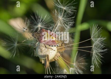 Hairy Shieldbug aussi connu comme la prunelle bug (Dolycoris baccarum) perché sur un pissenlit Banque D'Images