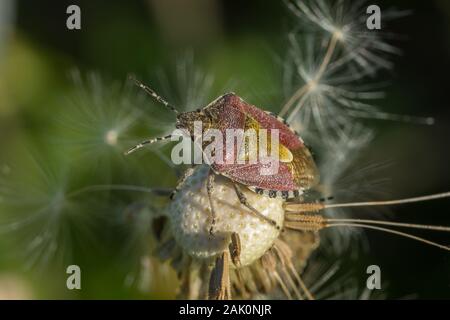 Hairy Shieldbug aussi connu comme la prunelle bug (Dolycoris baccarum) perché sur un pissenlit Banque D'Images