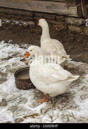 Oies dans une arrière-cour enneigé à l'extérieur. Il y a des traces d'animaux autour de la neige. Banque D'Images