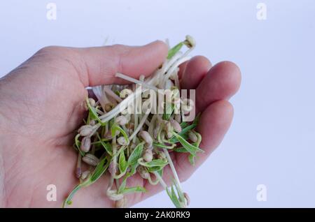 Germes de haricot mungo dans la main sur fond blanc Banque D'Images
