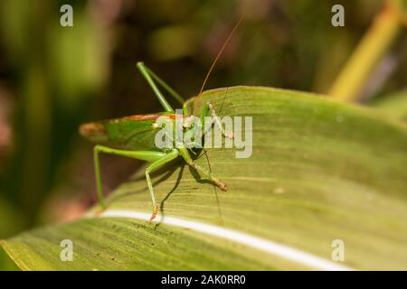 Sauterelle sur une feuille - vue rapprochée du grand grillon vert a feuille de maïs (Tetigonia viridissima) Banque D'Images