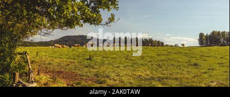 Bovins de boucherie - troupeau de vaches pavant dans le pâturage dans le paysage vallonné, prairie herbacée en premier plan, arbres et forêts en arrière-plan, ciel bleu Banque D'Images