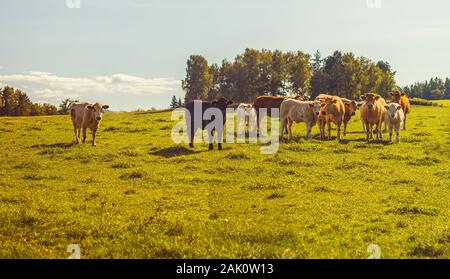 Bovins de boucherie - troupeau de vaches pavant dans le pâturage dans le paysage vallonné, prairie herbacée en premier plan, arbres et forêts en arrière-plan, ciel bleu Banque D'Images