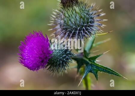 Cirse, Cirsium vulgare, la floraison en septembre dans le parc national Yoho, Colombie-Britannique, Canada Banque D'Images