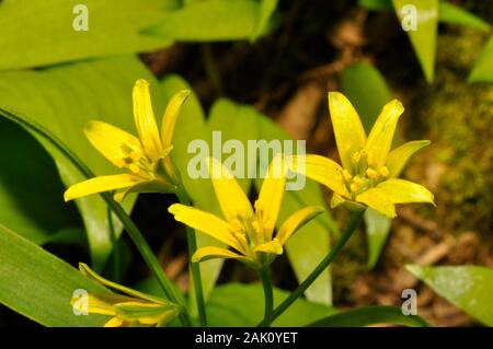 Étoile jaune-de-Bethléem, Gagea lutea,famille Liliacées,qui pousse dans les forêts sur les sols de base.rares, mais localement abondante.Fleurs avril-mai, sur Mendi Banque D'Images