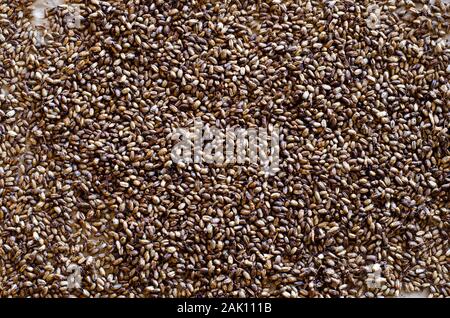 Un bocal rempli de grains de seigle entier sur une table en bois de maltage. Banque D'Images