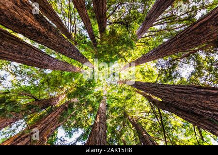 Jusqu'à la côte dans une forêt Redwood (Sequoia sempervirens), la convergence des troncs d'arbre entouré de feuillage persistant, Purisima Creek Redwoods Preserv Banque D'Images