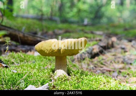 Un grand vieux bolet pousse dans les fourrés de la forêt Banque D'Images