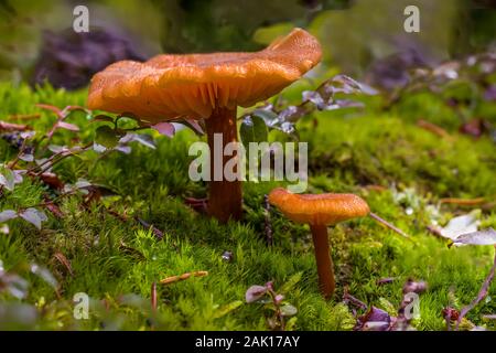 La culture des champignons à partir de branchies sur un sol de la forêt moussue en septembre dans le parc national Yoho, Colombie-Britannique, Canada Banque D'Images