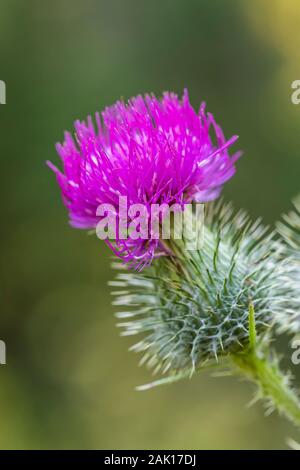 Cirse, Cirsium vulgare, la floraison en septembre dans le parc national Yoho, Colombie-Britannique, Canada Banque D'Images