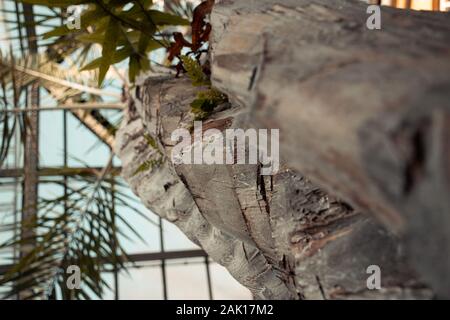 Des images de l'Hortus Botanicus d'Amsterdam. Banque D'Images