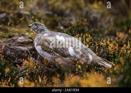 Le Lagopède à queue blanche Lagopus leucura, jusqu'au ciel, à la recherche des prédateurs tout en se nourrissant dans le haut lac subalpin Lneo dominant le lac O'Hara, Yoho Na Banque D'Images