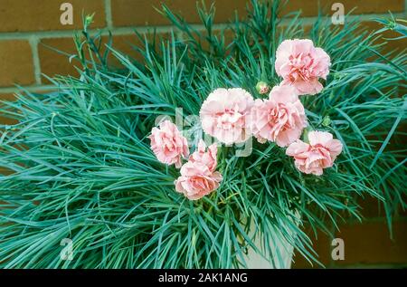 Doris Dianthus fleurs et bourgeons sur fond de feuilles et de plus en plus d'une urne façonné le semoir. Une vivace à feuilles persistantes, qui est entièrement hardy Banque D'Images