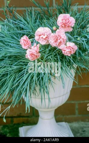 Doris Dianthus fleurs et bourgeons sur fond de feuilles et de plus en plus d'une urne façonné le semoir. Une vivace à feuilles persistantes, qui est entièrement hardy Banque D'Images