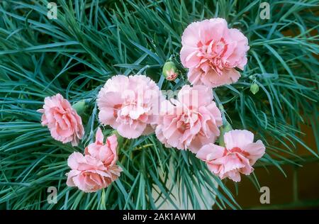 Close up de Dianthus Doris fleurs et bourgeons sur fond de feuilles et de plus en plus d'une urne façonné le semoir. Une vivace à feuilles persistantes, entièrement hardy Banque D'Images